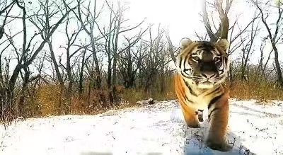 开云网站：黑龙江生物多样性保护成效显著：山水成宝藏万物竞自由(图2)