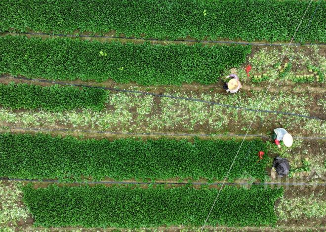 广州丨工人雨天在农田施肥耕作过程中被雷击中不幸去世！雇主该赔吗？(图2)